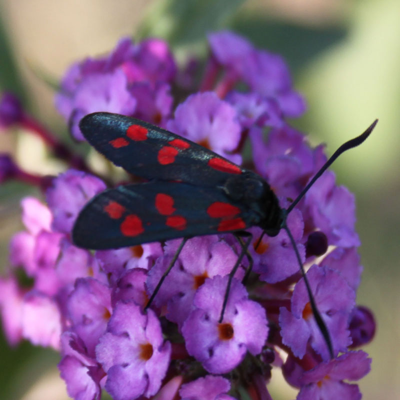 Zygaena Filipendulae